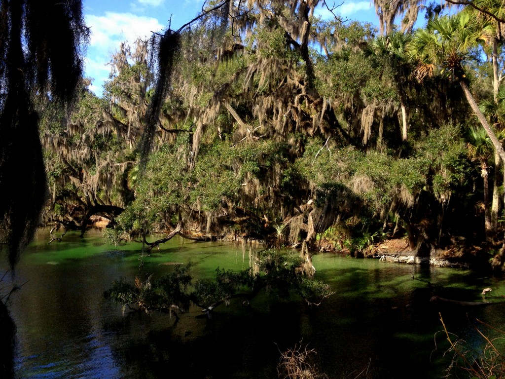 Blue Spring Run