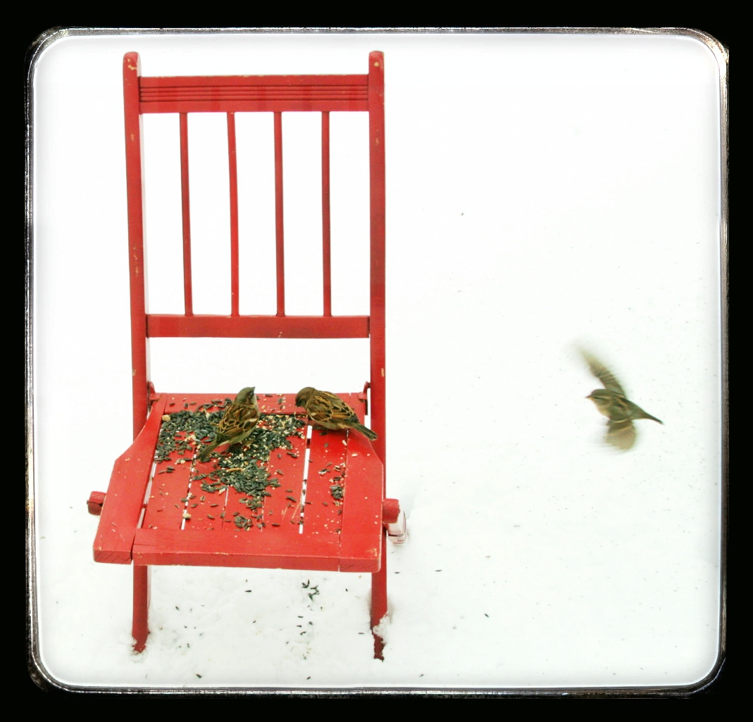 House Sparrows — home (2/8/13) House Sparrows — home (2/8/13)