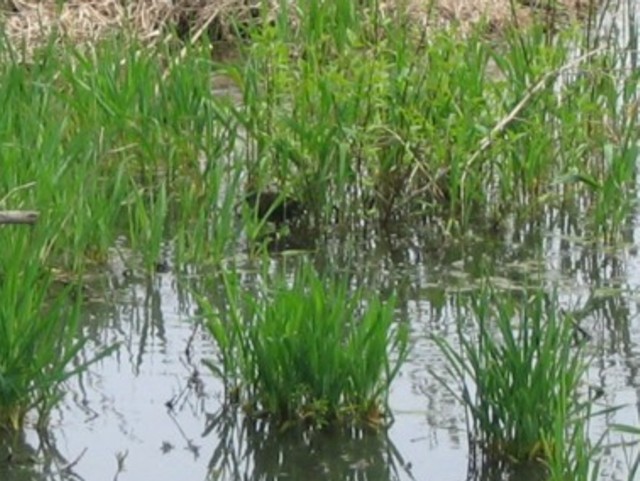 Sora