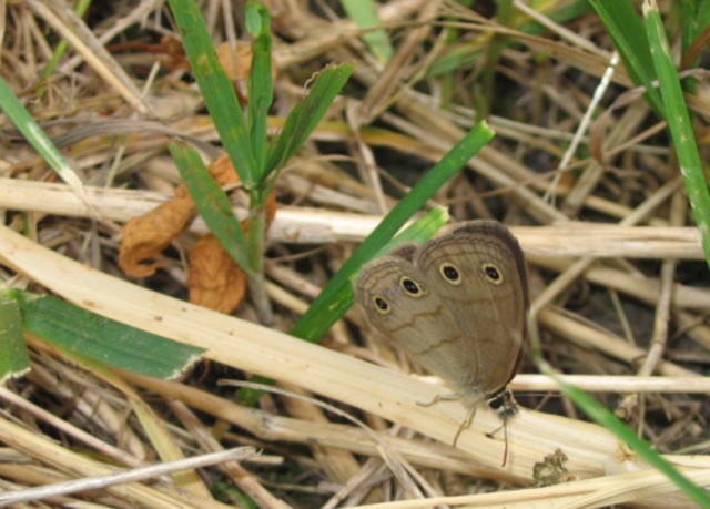 Little Wood-Satyr at Hickory Grove