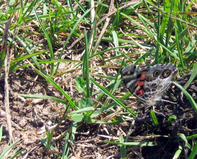 American Lady, Nachusa Grasslands, June 11, 2007