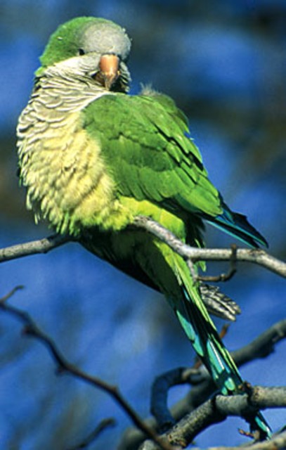 Monk Parakeet