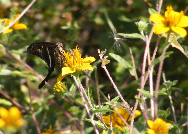 White-striped Longtail - October 20, 2008 - Aransas National Wildlife Refuge, Texas