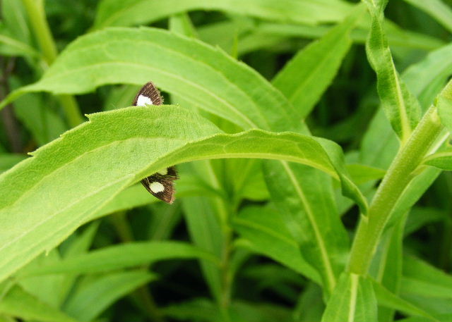 Black and white bug - Hickory Grove - June, 2008