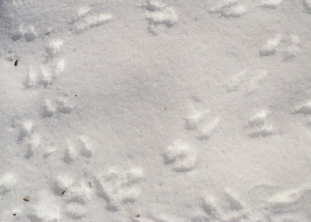 A small bird hunts for seeds. A small bird hunts for seeds.