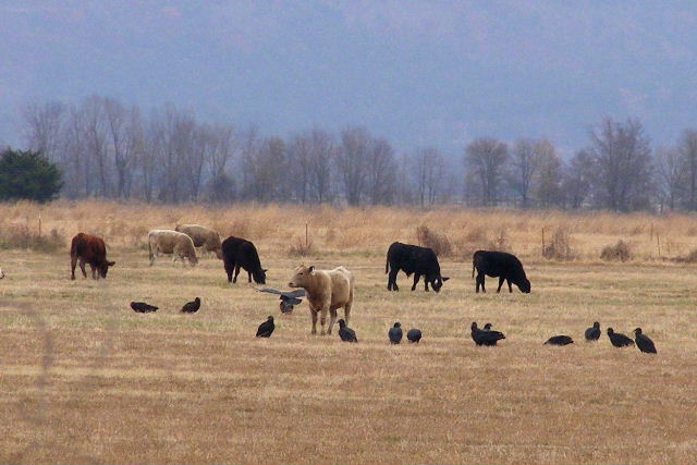 Black Vultures - November, 2008 - near Petit Jean Mountain
