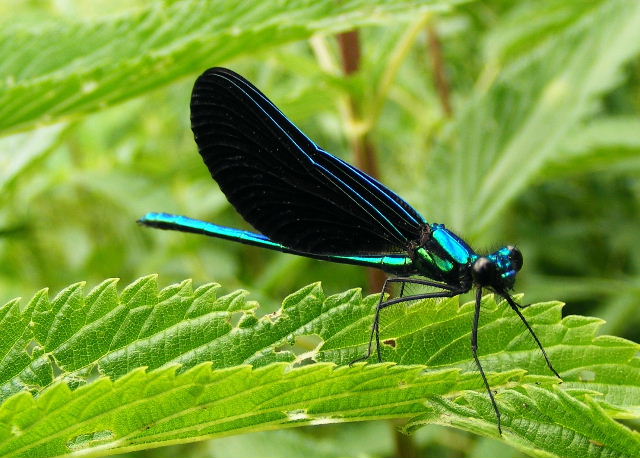 Silver Creek Conservation Area - June, 2008