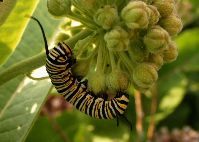 Monarch larva - Cary - June, 2008