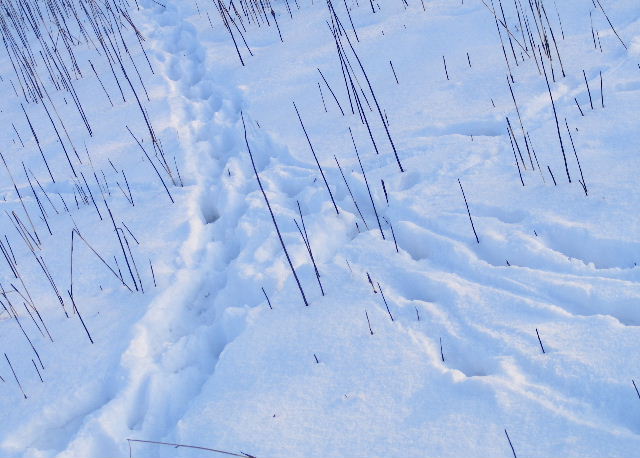A herd of deer converge and head for the shelter of the woods. A herd of deer converge and head for the shelter of the woods.