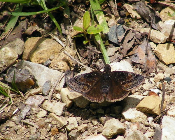 Juvenal's Duskywing - The Hollows - May, 2008