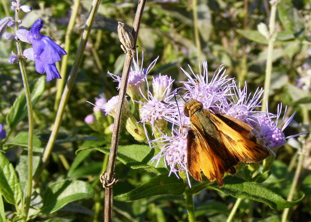 Fiery Skipper
