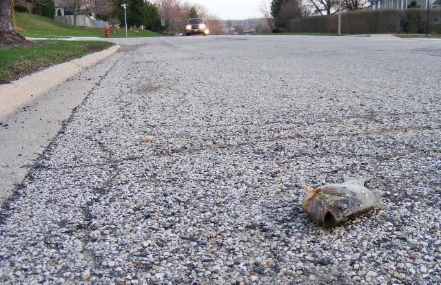 Road-kill Fish Road-kill Fish