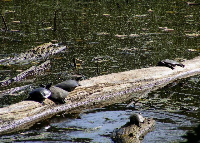 Spiny Softshells and Painted Turtles — Fox River, Moraine Hills State Park — September, 2008 Spiny Softshells and Painted Turtles — Fox River, Moraine Hills State Park — September, 2008