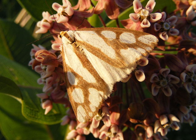 Confused Haploa - Main Street Prairie - July 14, 2008