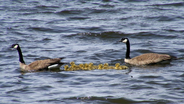 CANADA Geese - Rock Cut State Park - May, 2009 CANADA Geese - Rock Cut State Park - May, 2009