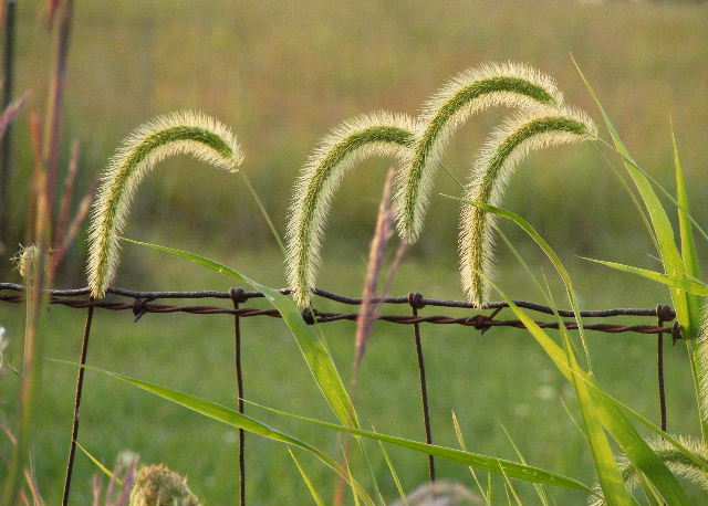 Main Street Prairie - August, 2008