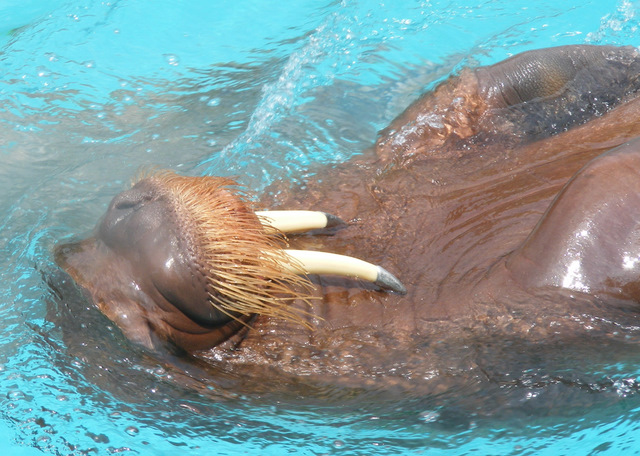 walrus walrus