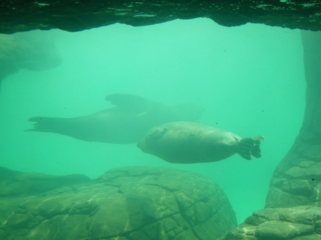 Seal lion (left) and seal (right) Seal lion (left) and seal (right)