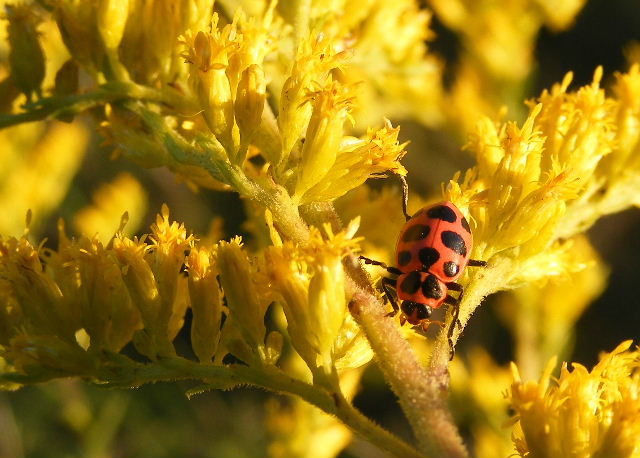 Ladybug on Goldenrod - September 16, 2008