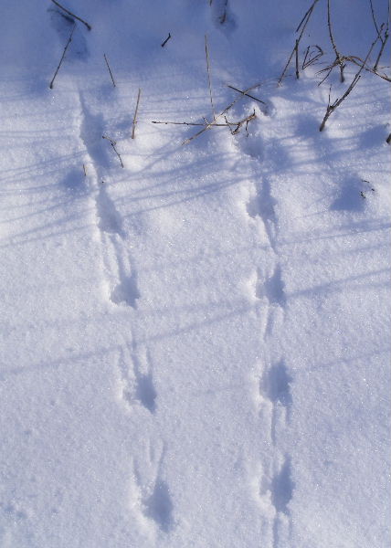 A mouse crosses an opening into the weeds, then heads back. A mouse crosses an opening into the weeds, then heads back.