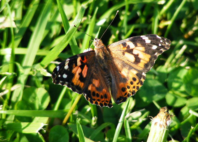 Painted Lady - Hickory Grove - June, 2008