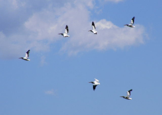 American White Pelicans - Baker's Lake - June 30, 2008