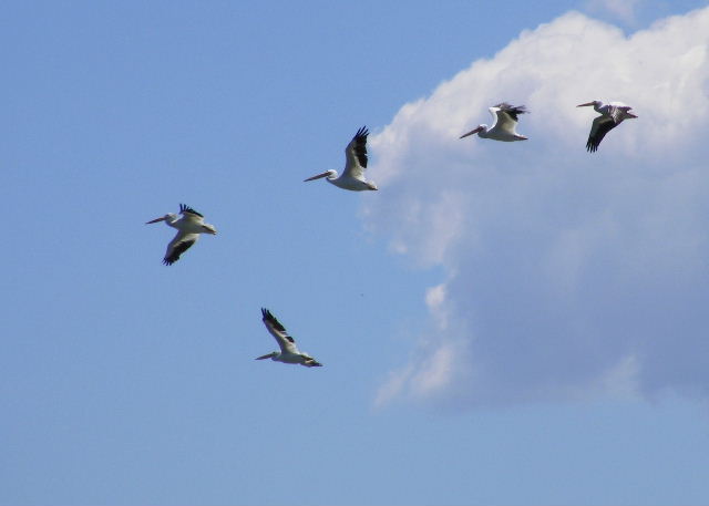 American White Pelicans - Baker's Lake - June 30, 2008