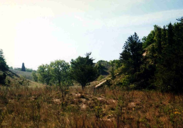 Where I first saw the Prairie Warbler Where I first saw the Prairie Warbler