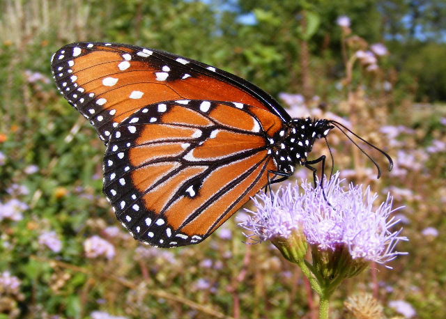 Queen â€” October 19, 2008 â€” Stonewall, Texas