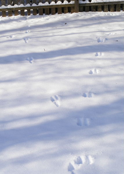 A cottontail ambles across a yard, then makes a mad dash for cover when a dog appears. (Although this particular dog is no match for a rabbit.) A cottontail ambles across a yard, then makes a mad dash for cover when a dog appears. (Although this particular dog is no match for a rabbit.)