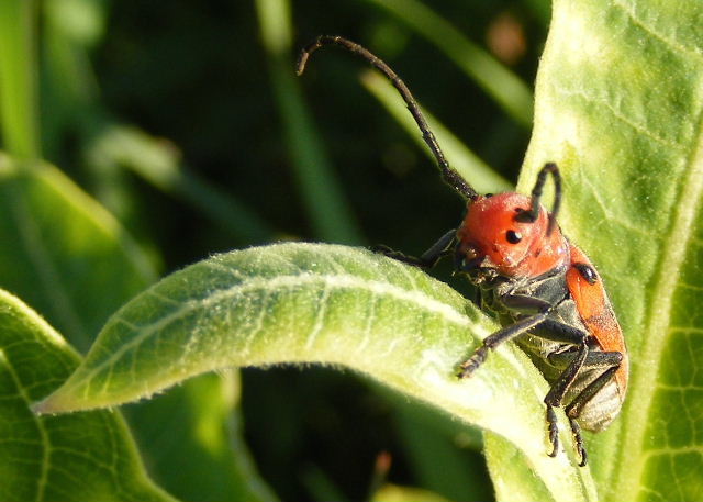 Red Milkweed Beetle - Hickory Grove - July 11, 2008
