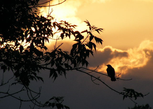 Red-winged Blackbird - Main Street Prairie - June, 2008