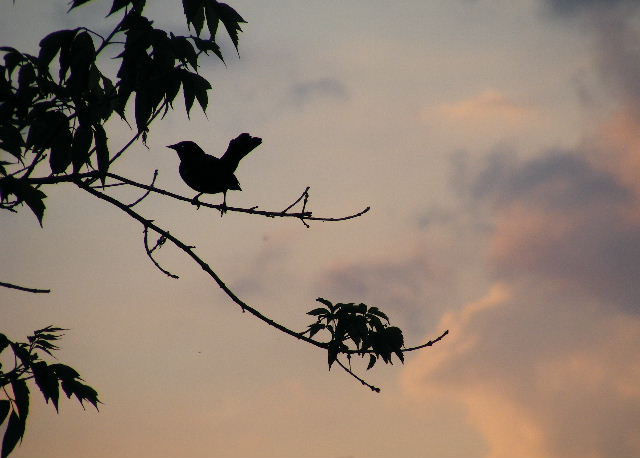 Red-winged Blackbird - Main Street Prairie - June, 2008