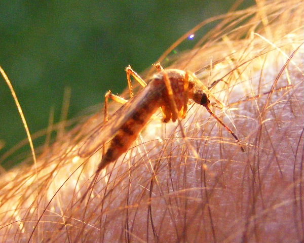 Taken with Super-Macro!