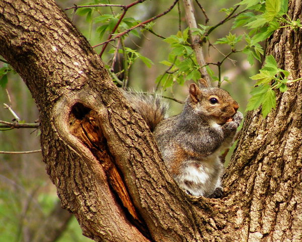 Eastern Gray Squirrel - Hickory Grove - 4/27/08 Eastern Gray Squirrel - Hickory Grove - 4/27/08