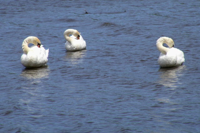 Mute Swans - Rock Cut State Park - May 7, 2009
