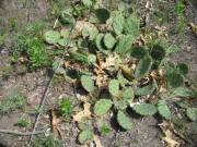 Illinois Beach State Park â€” Prickly Pear Cactus