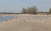 Waukegan Beach â€” gulls and terns