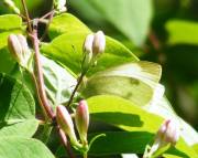 Cabbage White - Baker's Lake - May, 2008