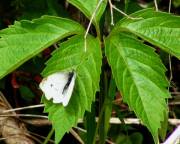 Cabbage White - Hickory Grove - May, 2008