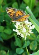 Pearl Crescent - Hickory Grove - June, 2008