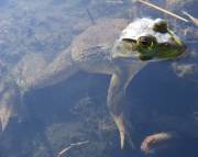 Bullfrog - Fel-Pro - May 5, 2008
