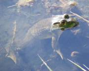 Bullfrog - Fel-Pro - May 5, 2008
