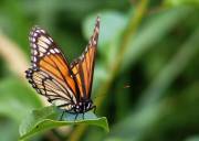 Viceroy - Crabtree - June, 2008