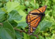 Viceroy - Crabtree - June, 2008