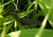 Common Wood-Nymph - Hickory Grove - July 11, 2008