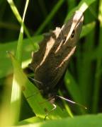 Common Wood-Nymph - Hickory Grove - July 11, 2008