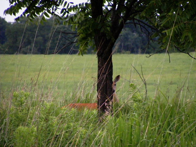 White-tailed Deer - Main Street Prairie - July 21, 2008