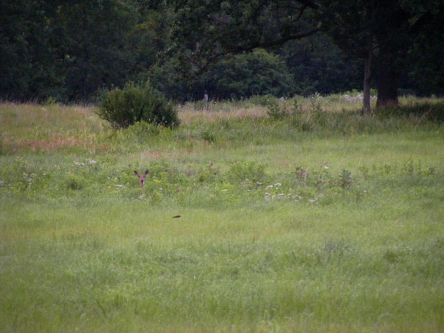 White-tailed Deer - Main Street Prairie - July 21, 2008