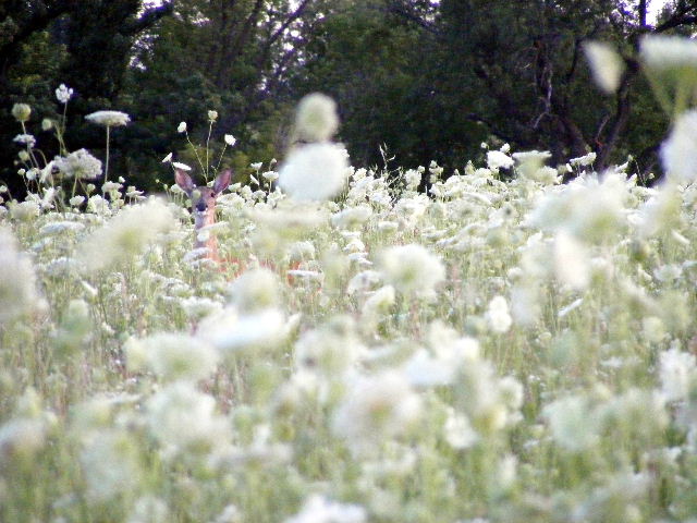 White-tailed Deer - Prairieview - July 23, 2008
